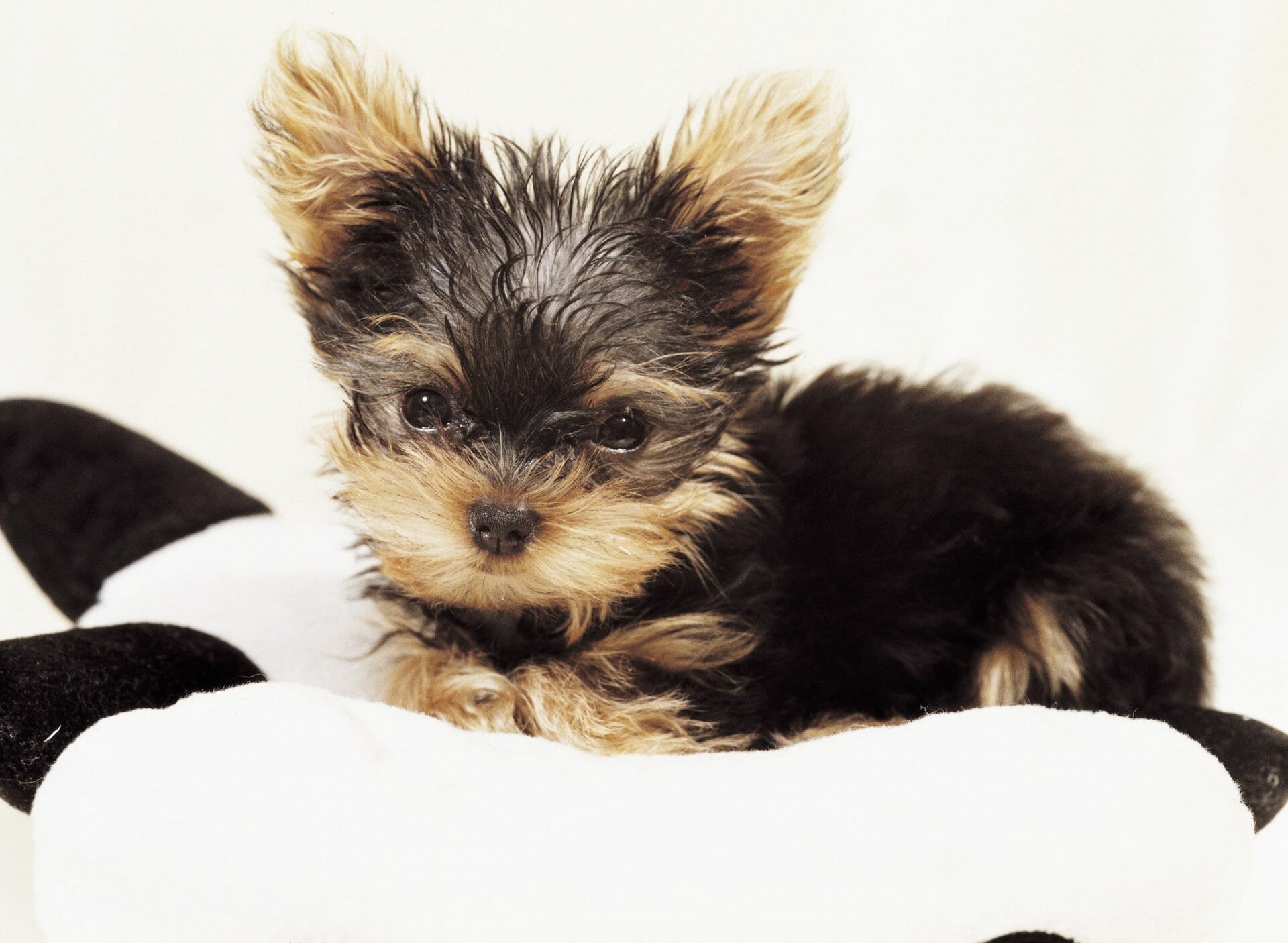 Yorkshire Puppy