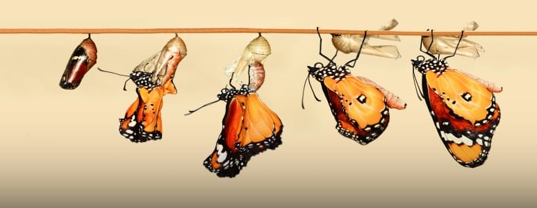 Butterfly Emerging From Cocoon