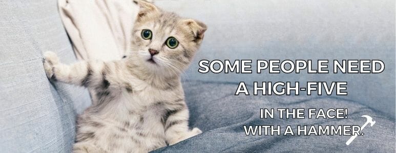 Kitten Meme