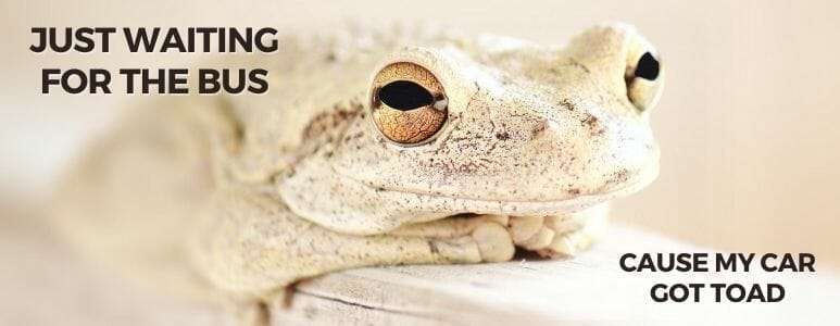 Got Toad Meme